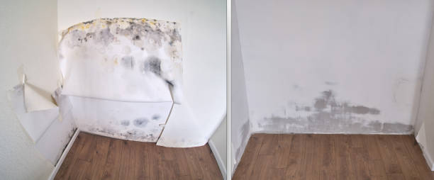 Red Bank, NJ Mold Removal Company